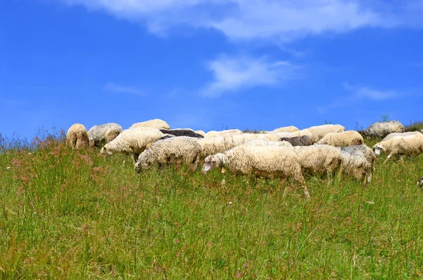 Schafe Weiden Einer Ländlichen Landschaft — Stockfoto