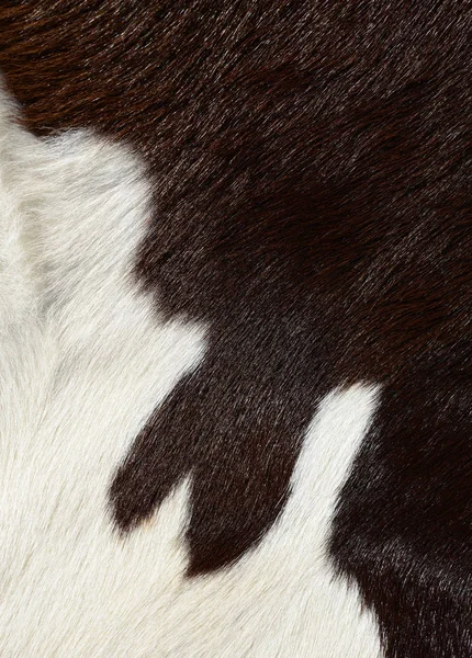 Natural Cow Fur Texture Closeup — Foto Stock