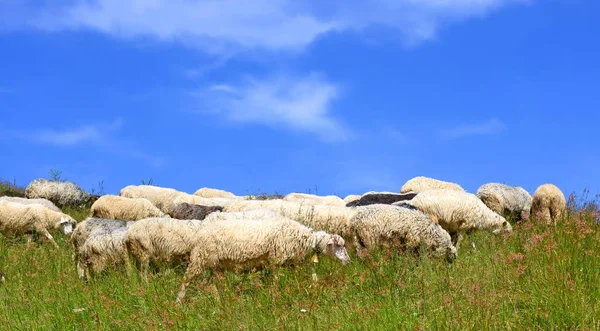 Sheep Grazing Rural Landscape — Stockfoto