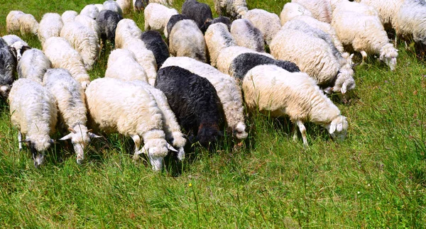 Пасуться Вівці Сільському Пейзажі — стокове фото