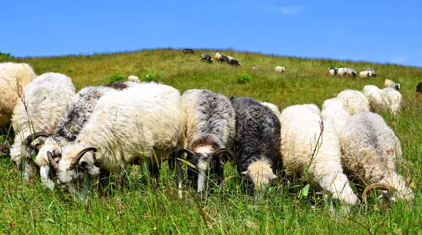 Sheep Grazing Rural Landscape — ストック写真