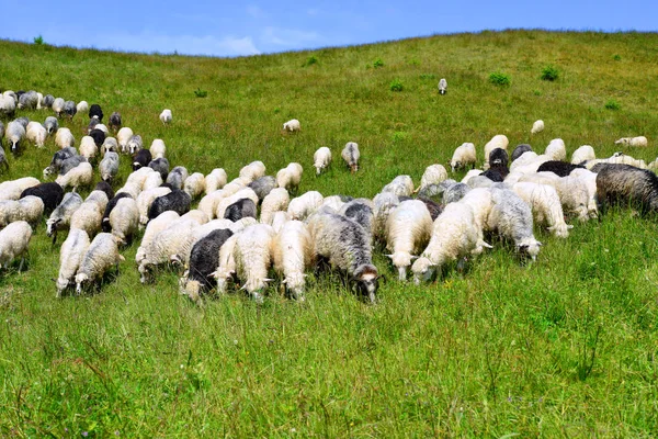 Pâturage Moutons Dans Paysage Rural — Photo