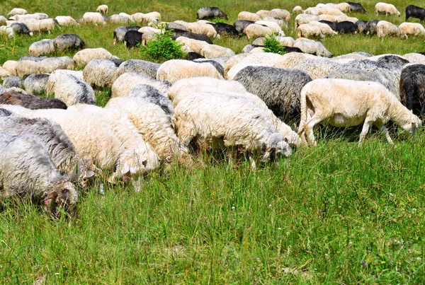 Schapen Grazen Een Landelijk Landschap — Stockfoto