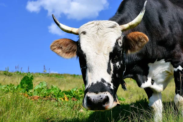 Beautiful Cow Summer Meadow — 图库照片