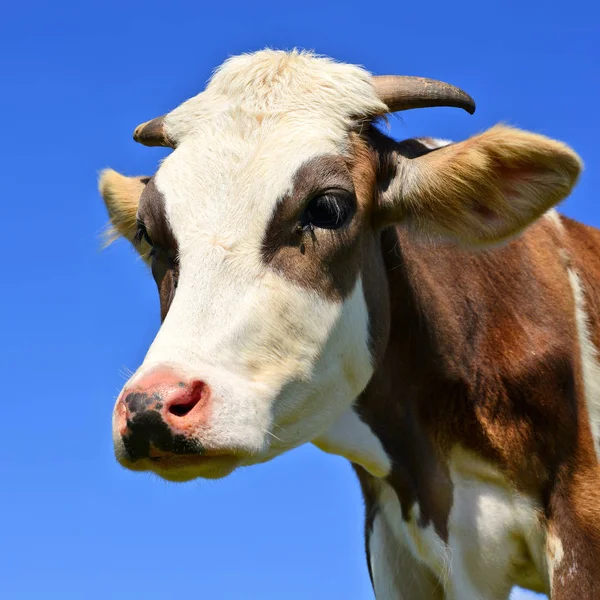 Beautiful Cow Summer Meadow — Foto de Stock