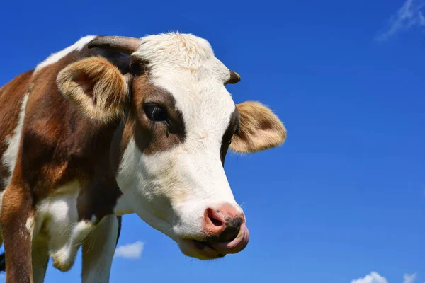 Beautiful Cow Summer Meadow — Stok fotoğraf