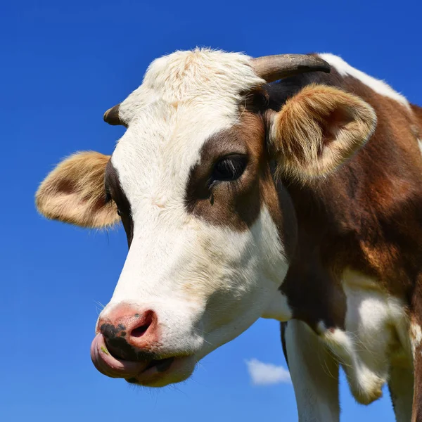 Красива Корова Літньому Лузі — стокове фото