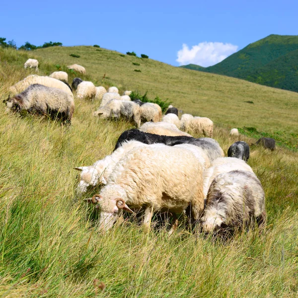 Sheep Grazing Rural Landscape — Fotografia de Stock