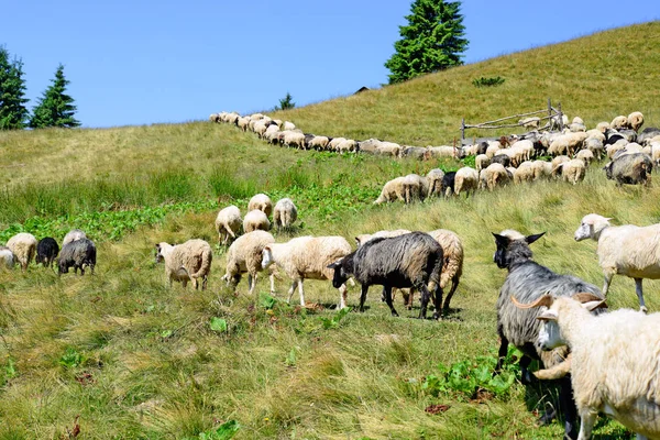 Pastoreio Ovelhas Uma Paisagem Rural — Fotografia de Stock