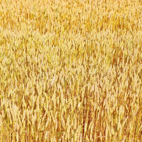 Champ Céréales Dans Paysage Rural — Photo