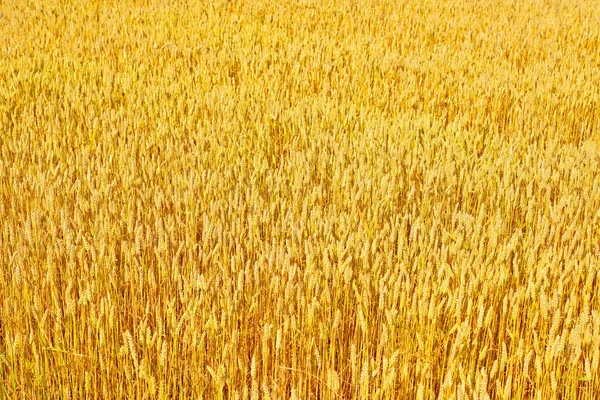 Зернове Поле Сільському Ландшафті — стокове фото