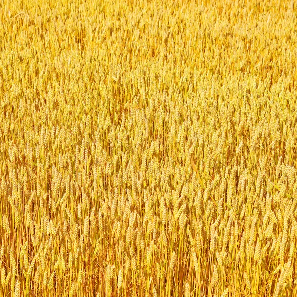 Campo Grãos Paisagem Rural — Fotografia de Stock