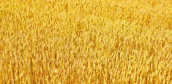 Grain Field Rural Landscape — Stock Photo, Image