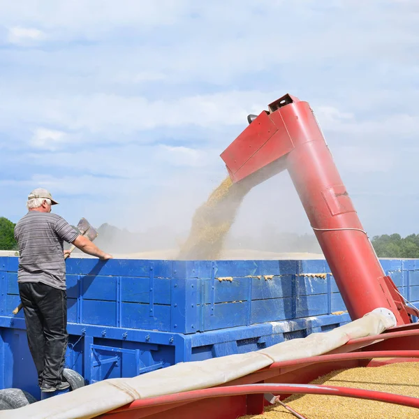 Surcharge Moissonneuse Batteuse Dans Réservoir Grain Remorque Tracteur — Photo