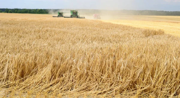 Combine Harvesters Working Wheat Field Harvesting Countryside — Stockfoto