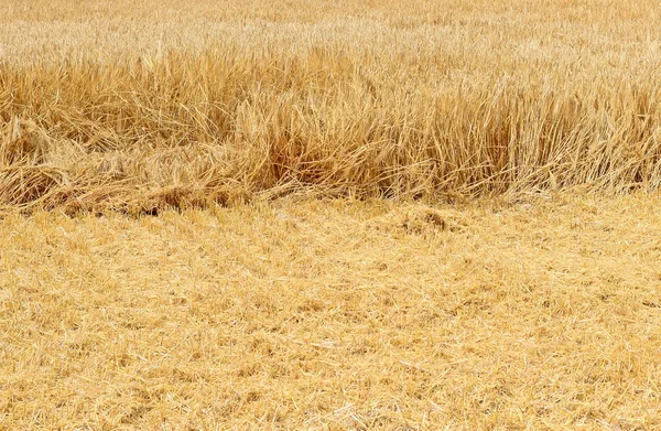 Wheat Field Rural Landscape — Fotografia de Stock