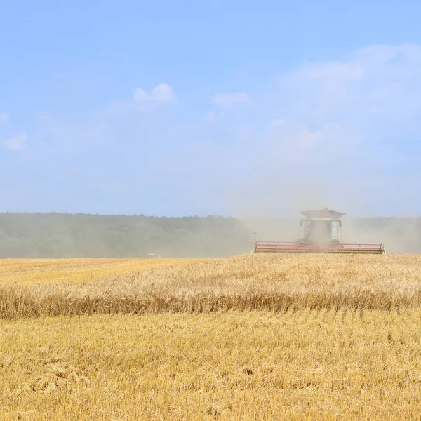 Kombinovat Kombajn Pracující Pšeničném Poli Sklizeň Venkově — Stock fotografie