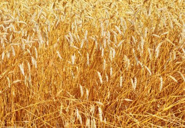 Kırsal manzara alanında tahıl