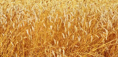 Kırsal manzara alanında tahıl