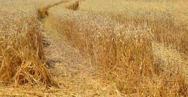 Kırsal manzara alanında tahıl