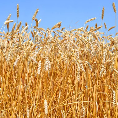 Tahıl tarlası, kırsal alan