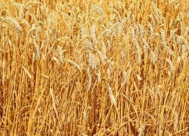 Tahıl tarlası, kırsal alan