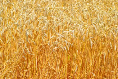 Tahıl tarlası, kırsal alan