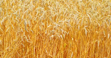 Tahıl tarlası, kırsal alan