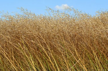 Tecavüz kırsal peyzaj