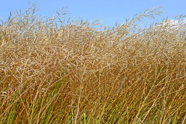 Tecavüz kırsal peyzaj