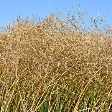 Tecavüz kırsal peyzaj