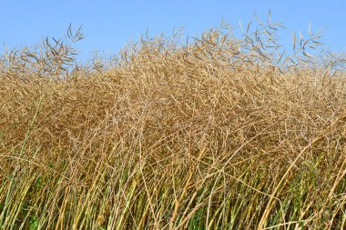 Tecavüz kırsal peyzaj