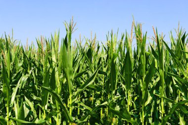 Mısır bulutlar kırsal manzara altında yeşil sapı.