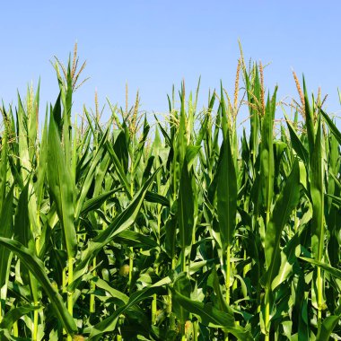 Mısır bulutlar kırsal manzara altında yeşil sapı.