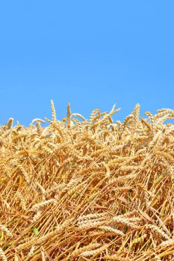 Tahıl tarlası, kırsal alan