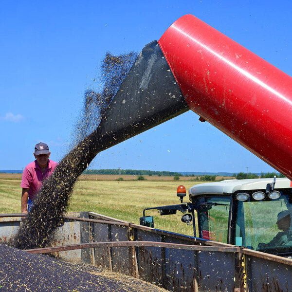 Kalush, Ukraine - July 21: Modern combine harvesting of rape in the field near the town Kalush, Western Ukraine July 21, 2015