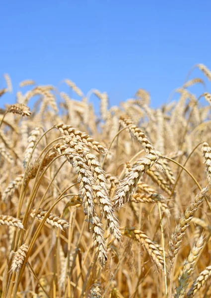 Campo Grano Nel Paesaggio Rurale — Foto Stock