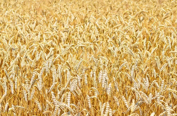 Wheat Field Rural Landscape — Stockfoto