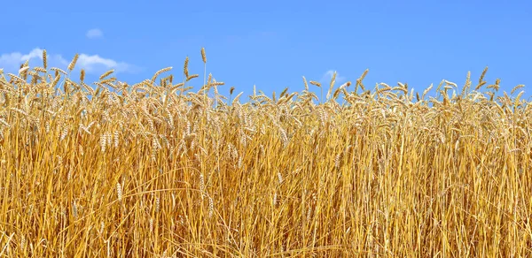 Campo Grãos Paisagem Rural — Fotografia de Stock