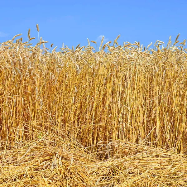 Зернове Поле Сільський Пейзаж — стокове фото