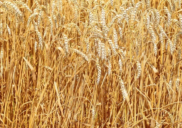 Campo Cereais Paisagem Rural — Fotografia de Stock