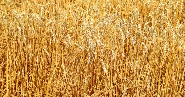 Campo Cereais Paisagem Rural — Fotografia de Stock