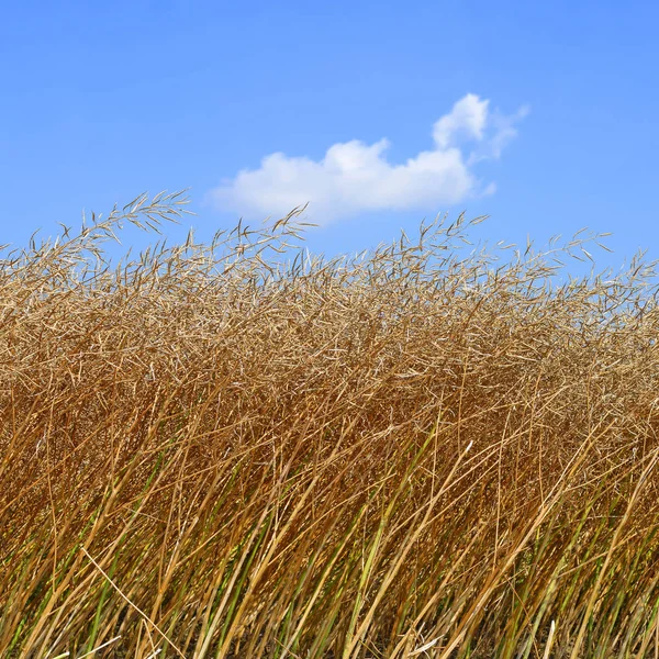 Rape Rural Landscape — Stock Photo, Image