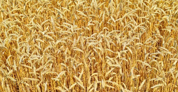 Campo Cereais Paisagem Rural — Fotografia de Stock