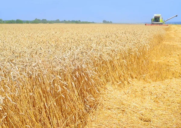 Combine Harvester Working Wheat Field Harvesting Countryside — Stok fotoğraf