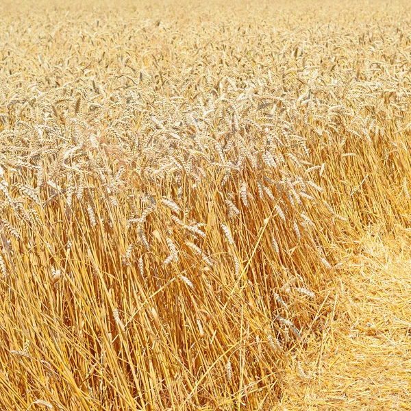 Vetefält Jordbruk Och Natur Bakgrund — Stockfoto