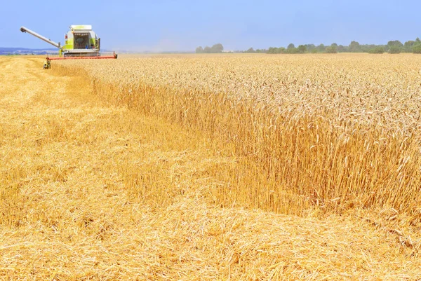 Buğday Tarlasında Çalışan Hasatçıyı Birleştirin Kırsal Alanda Hasat Yapın — Stok fotoğraf