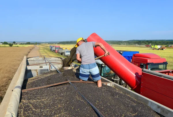 Kalush Ukraine July Overloading Rapeseed Tractor Hopper Car Field Town —  Fotos de Stock