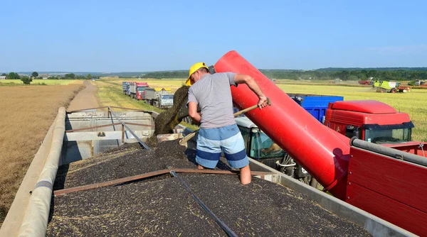 Kalush Ukraine July Overloading Rapeseed Tractor Hopper Car Field Town — Stockfoto
