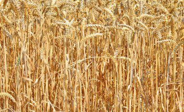 Kırsal manzara alanında tahıl